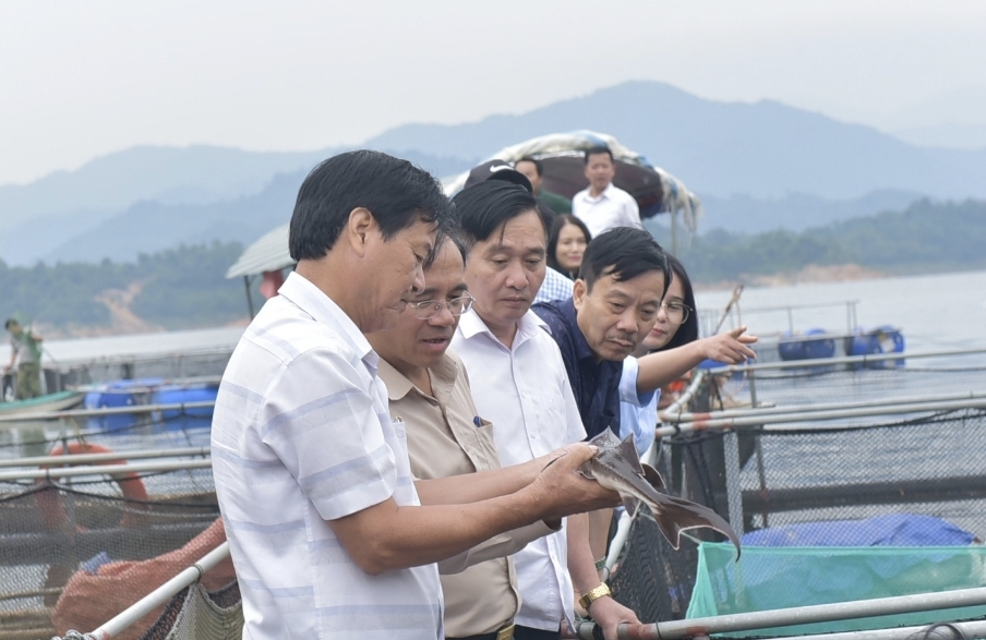 Hà Tĩnh: Đánh giá mô hình nuôi cá tầm thương phẩm đầu tiên ở tỉnh