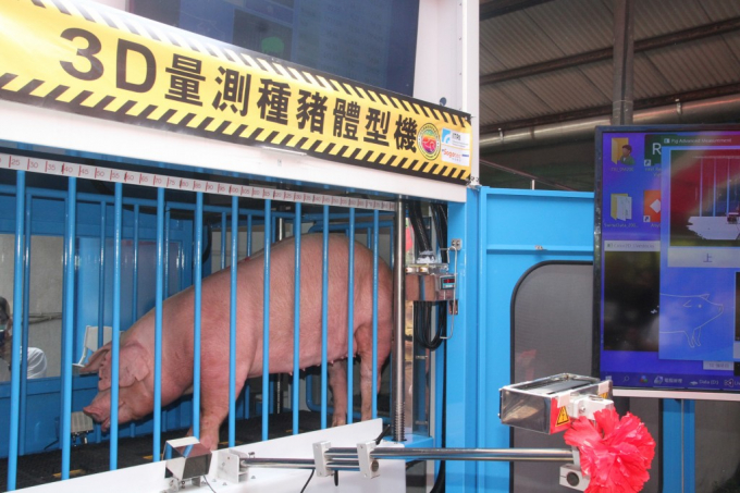 Description: Một con lợn mẫu được đặt trong chiếc cũi có gắn cân đo 3D. Ảnh: TWN