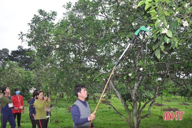 Thụ phấn bổ sung không ảnh hưởng đến chất lượng bưởi Phúc Trạch